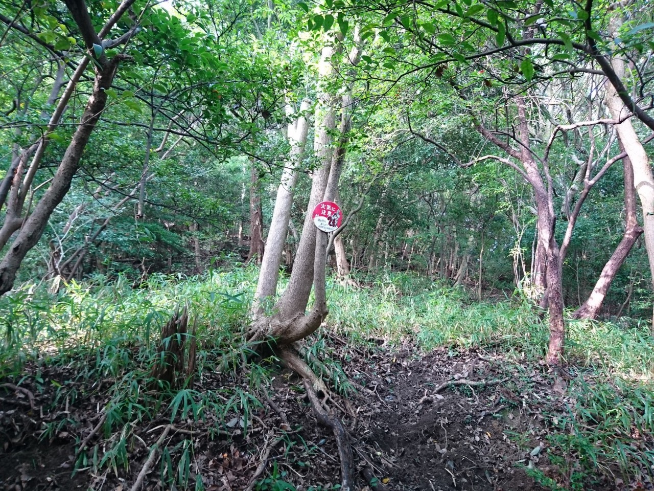ハイキング・秋再度公園・修法ケ原六甲