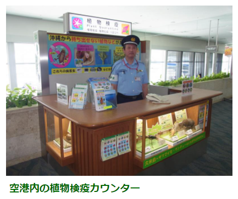 沖縄本島より持ち出し規制が増えます！4月14日 月曜 より。沖縄県 恩納村 産直市場 - おんなの駅 なかゆくい市場