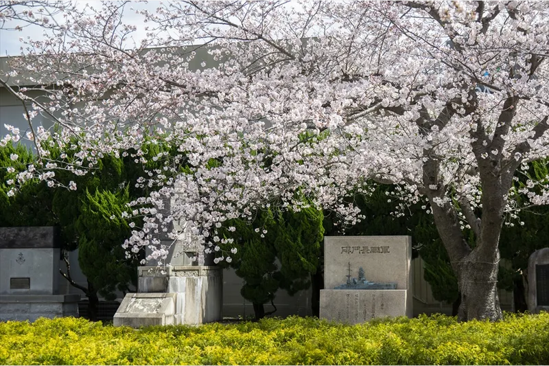 さくら名所100選 東京・小金井公園nippon.com
