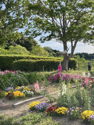 亀山ハイウェイオアシス 亀山サンシャインパークに行ってみたチェリーの熱帯魚とエビログ