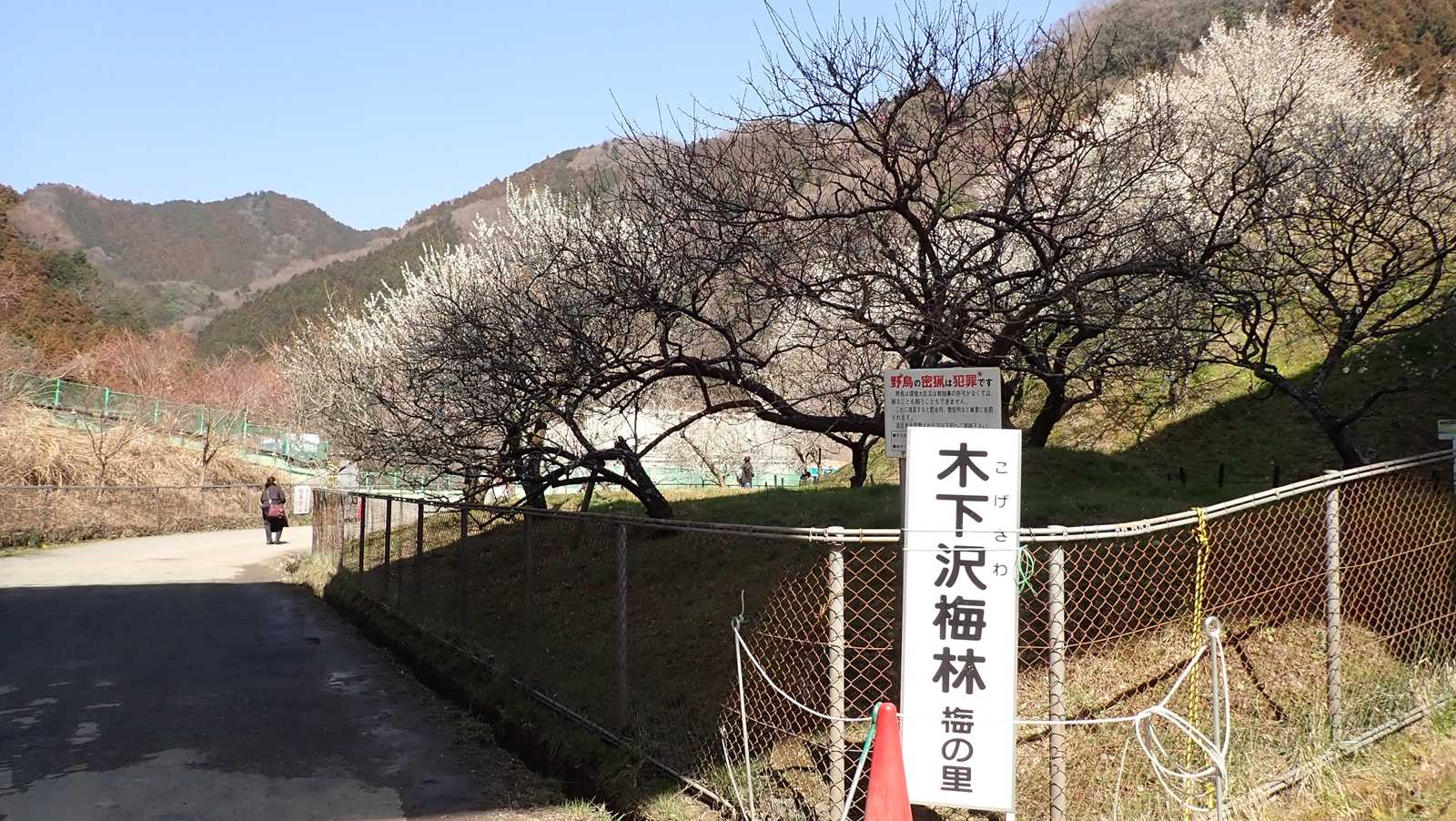 東京 高尾梅郷の風景 木下沢梅林 の写真素材39489167- PIXTA