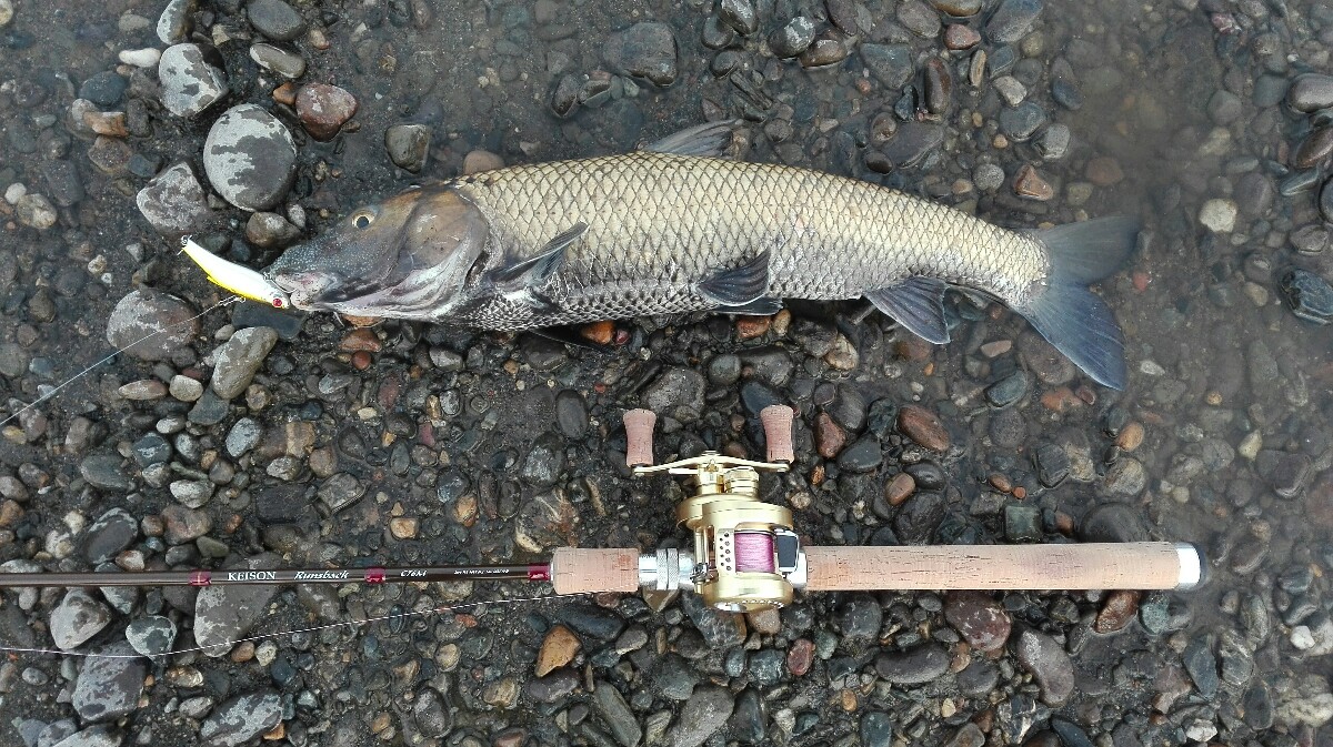 利根川 千葉・茨城・埼玉 でシーバス！狙えるポイント9選とはTSURI HACK 釣りハック