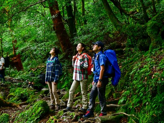 縄文杉リタイアを解決！ガイド体験談からリスクと対策を解説します