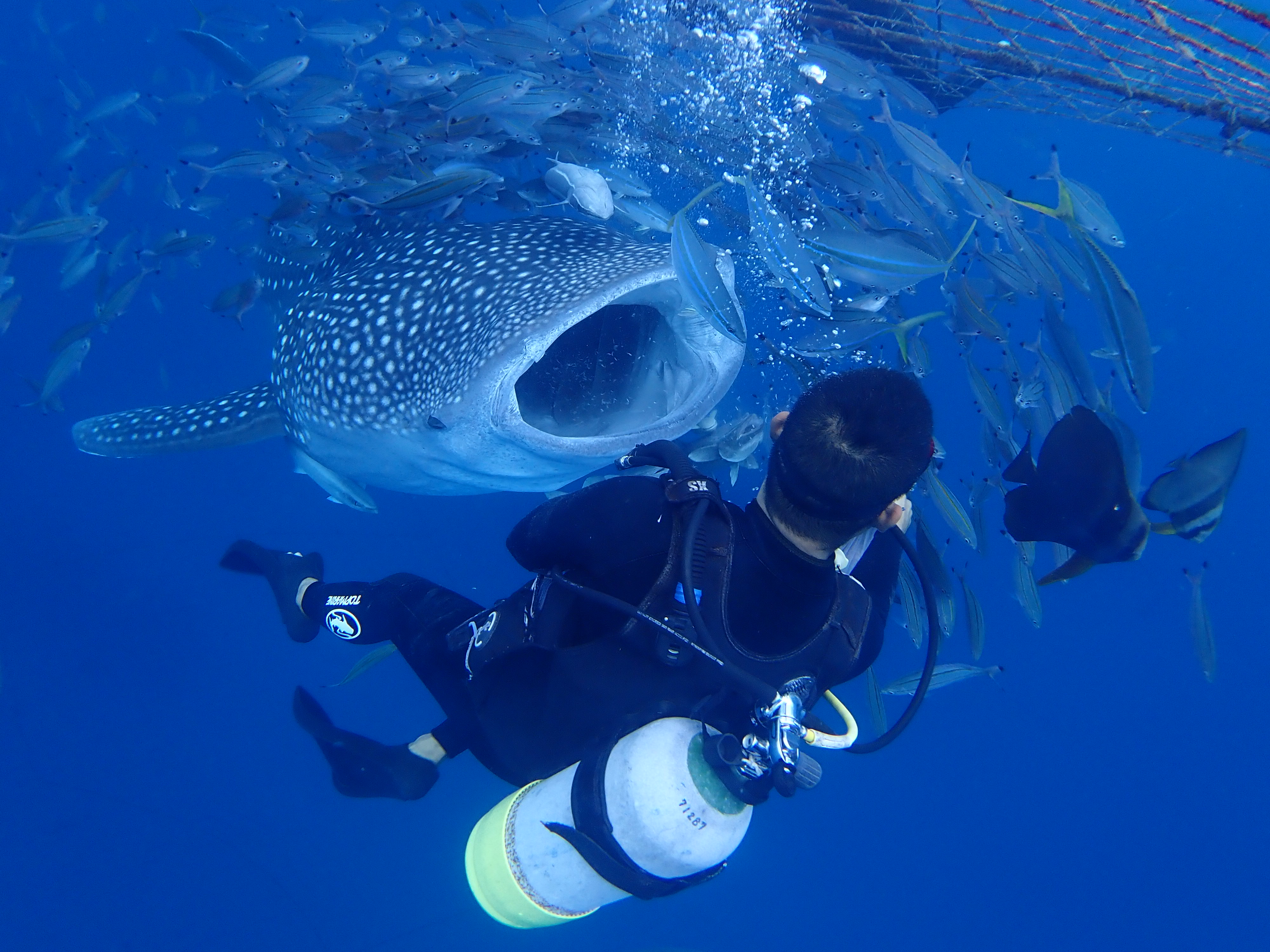 タイでジンベエザメと泳ぐ！一生の思い出に残るダイビングタイでダイビング！週末弾丸ダイバ〜ず