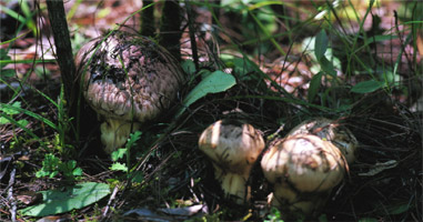 松茸狩り花野辺ガーデンビレッジ長野県,八ヶ岳,野辺山高原の別荘分譲地。貸農園と一面の花畑がある生活を