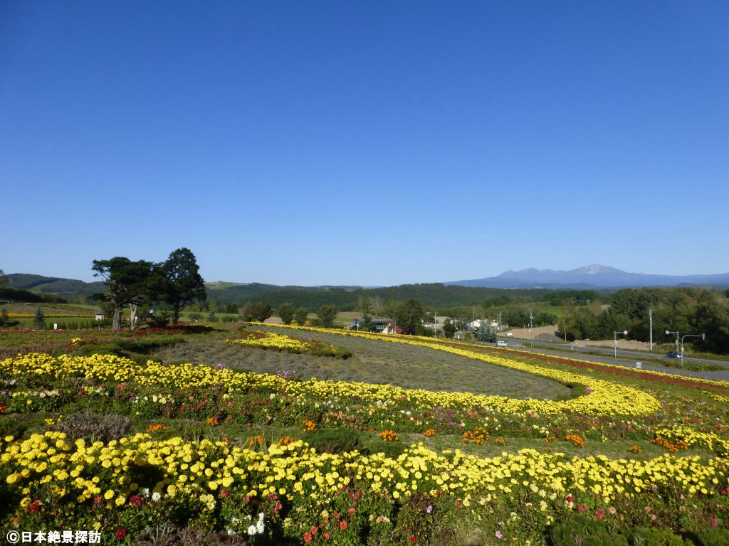 北海道 美瑛「ぜるぶの丘」の花絶景！広大な花畑でひまわりやラベンダーを満喫るるぶ&more