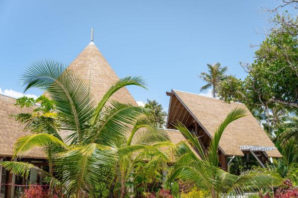 ニューカレドニア ロイヤルティ諸島 マレ島 タディーン海岸のナンヨウスギ -商用利用可能な写真素材・イラスト素材ならストックフォトの定額制ペイレスイメージズ