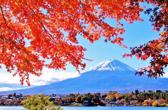 もみじ回廊・トンネルの紅葉名所富士山NETふじさんネット富士山情報 まるごとおまかせ