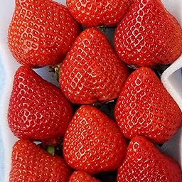 福岡 旅行したら絶対食べたい！名物グルメ10選 2023年版 るるぶ&more