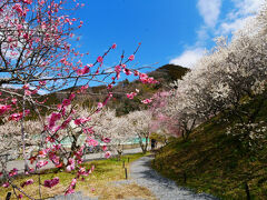 参考 令和6年 2024年 梅の開花状況 高尾梅郷 八王子市公式ホームページ