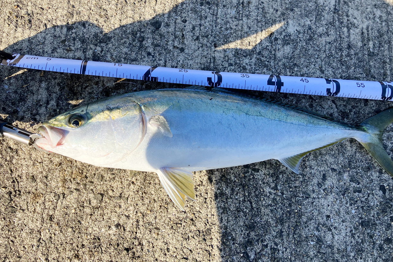 大阪湾の釣り.com～大阪湾の釣り場情報が満載！～