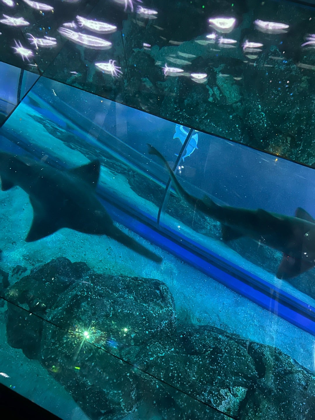 バンコクの水族館「シーライフ・バンコク」完全ガイド！入場料・行き方・見どころを解説