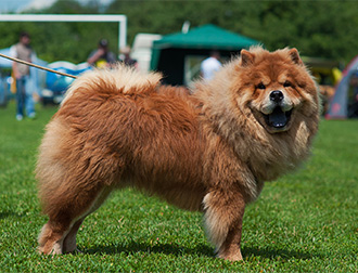 チャコット」ブランド初のコスメ売り場を展開 好調な一般消費者向けコスメ事業をさらに強化 - WWDJAPAN