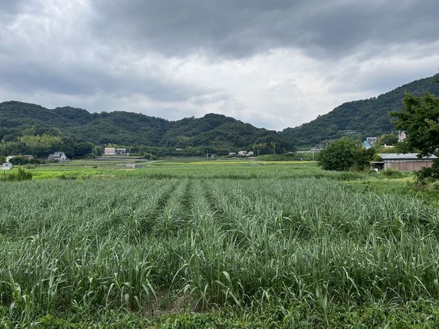 サトウキビ畑と海に続く一本道宮古島写真集 てぃだぬすま宮古島Vol2