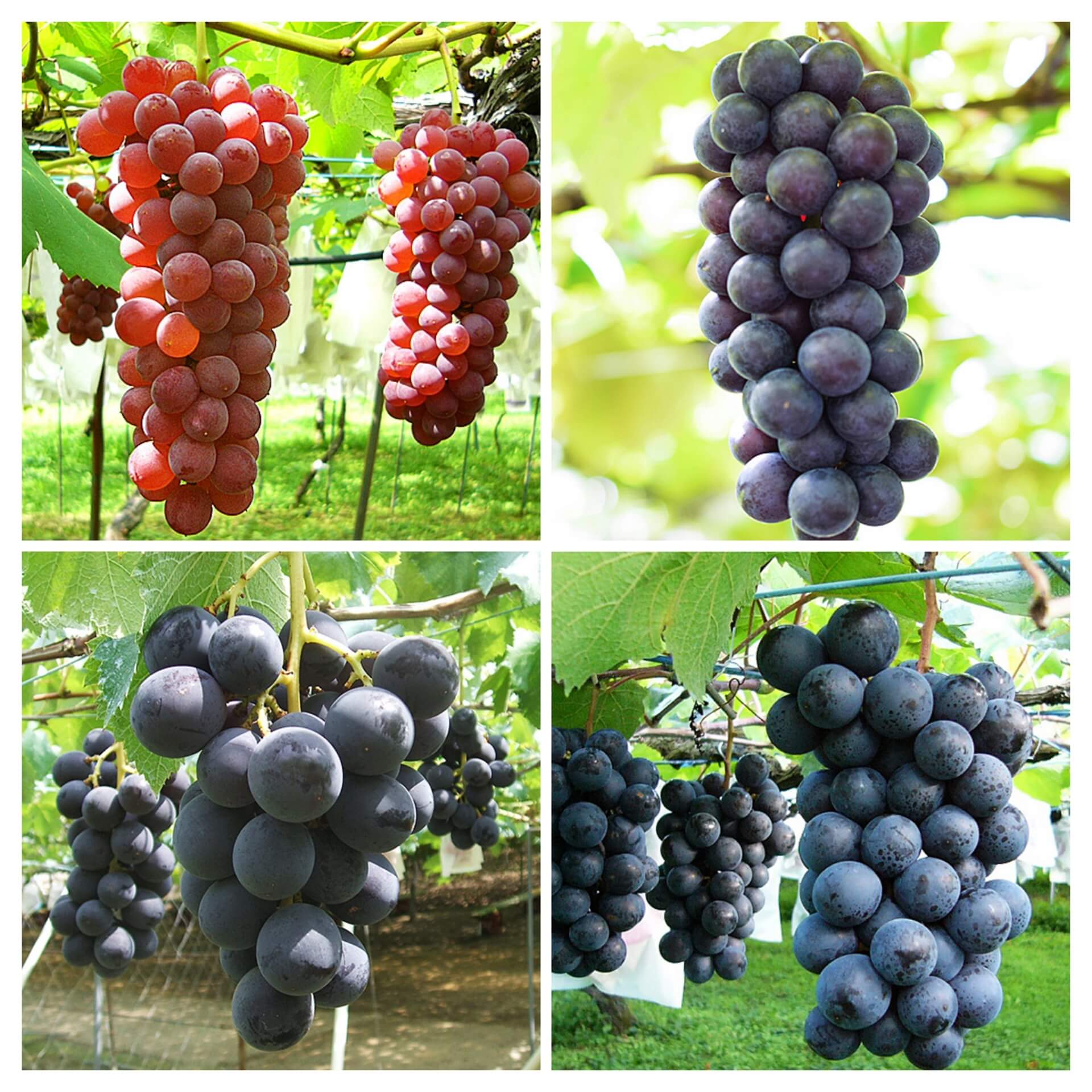 甘くたわわに実ったよ ブドウ狩り始まる 名張・青蓮寺湖観光村伊賀タウン情報 YOU