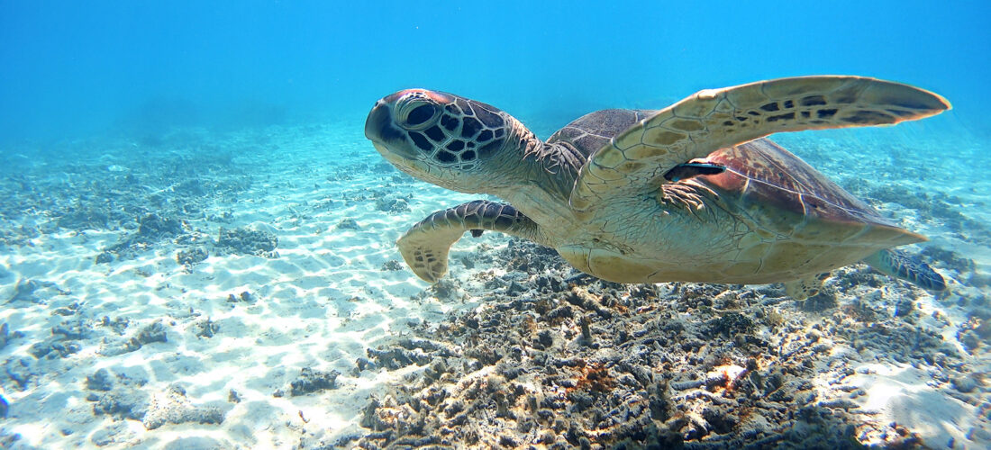 ハワイでシュノーケリングハワイAll About