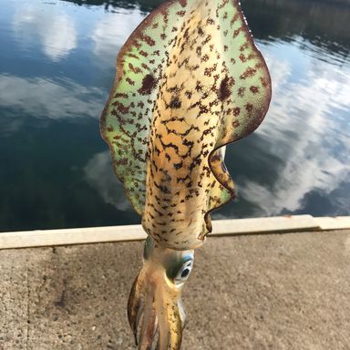 ねやフィッシングパーク太公望の釣果・釣り場情報 2025年最新- アングラーズ釣果600万件の魚釣り情報サイト