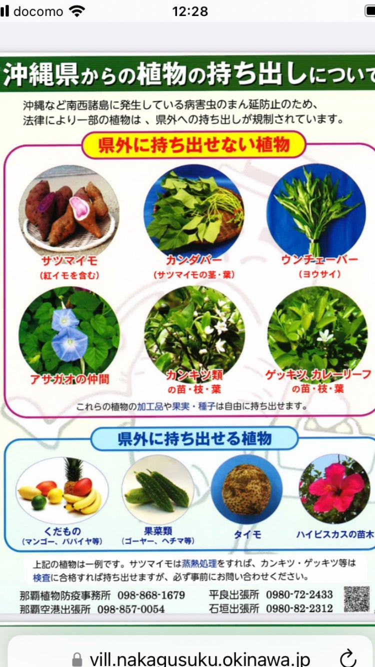 わなげ 670457北海道・沖縄・離島配送不可沖縄に来られる方にお知らせです 2025年4月14日より 県外、県内の離島に 持ち出しができなくなる野菜や果物があります。ただ 認証のある物JAの市場ではチェックしてつけてくれるそうです は可能とのこと。 以前から