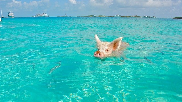 サンクスギビングは南カリブの楽園アルーバで過ごそう！ ～Aruba Special Package Tour～ - スタッフブログJTBルックアメリカンツアー - アメリカ現地オプショナルツアー検索・予約