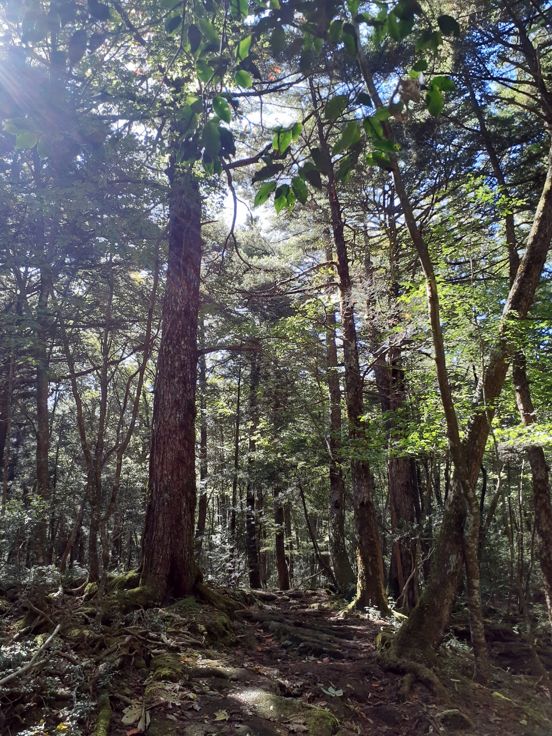 青木ヶ原樹海 - 東京絵の具