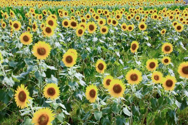 美瑛 展望花畑 四季彩の丘 カラフルなストライプパッチワークの花畑 – skyticket 観光ガイド