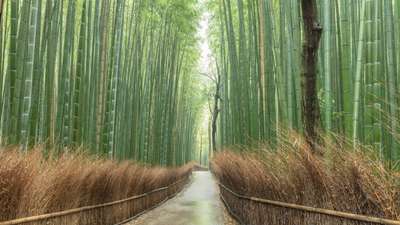 無人の嵐山・竹林の小径を西端付近から、上から下まで手前から奥まで中望遠で撮るの写真素材75947673- PIXTA