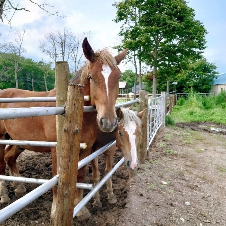 川湯パーク牧場 乗馬体験 川湯温泉たびらい