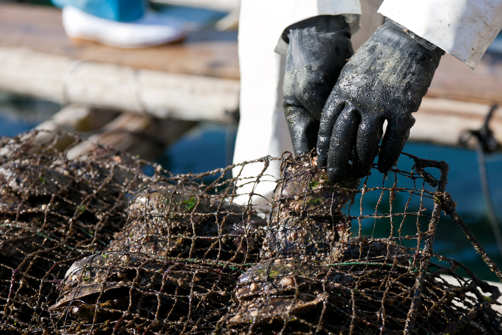 三重・英虞湾：真珠を育むリアス式海岸の絶景nippon.com