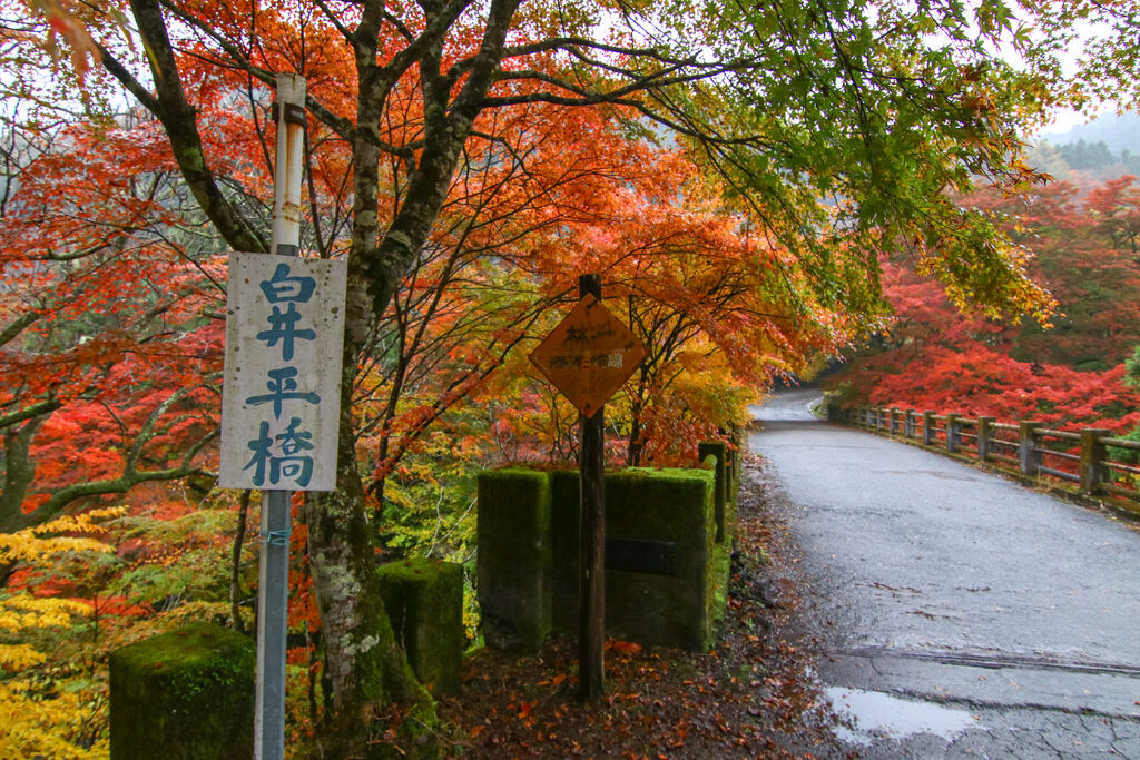 白井平橋の大モミジ - 鹿沼市、大芦渓谷の写真 - トリップアドバイザ