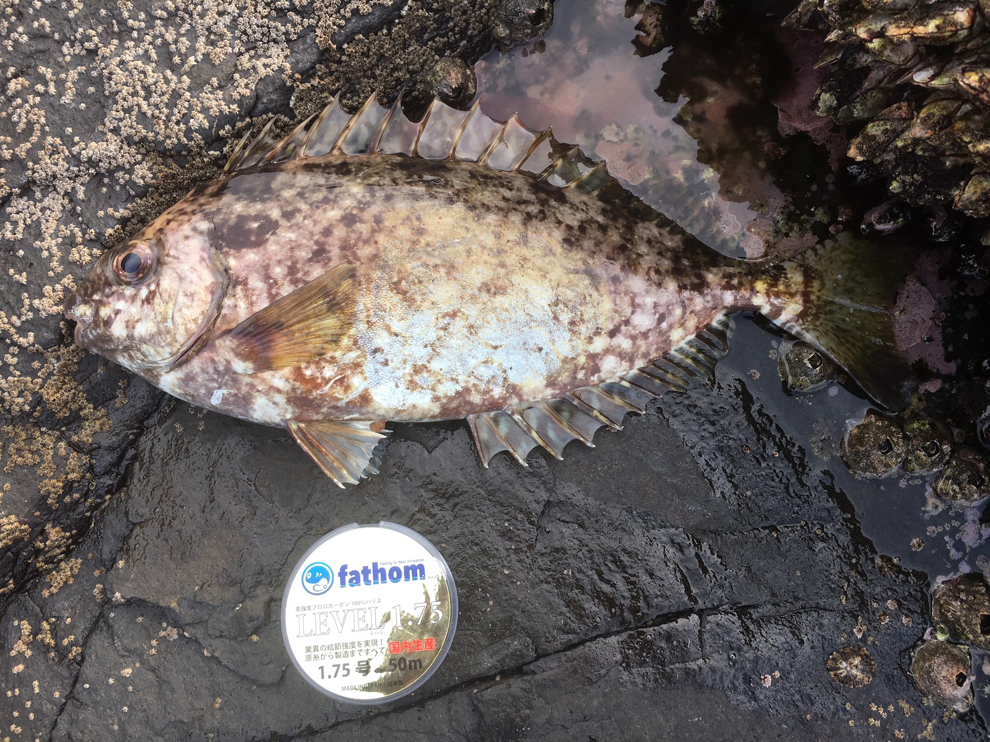 2016年GW 平戸エギング、ショアジギング - 北の国から 関東編