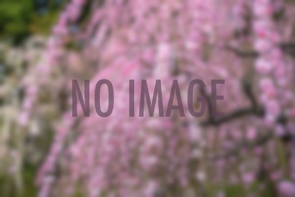 八女の梅まつり～谷川梅林・夢たちばな観梅会と竹あかり幻想の世界へ優しい雨