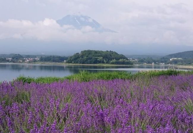河口湖ハーブ巡りの旅‐後編 はじめての河口湖ハーブフェスティバル 大石公園会場 へENJOY 2ND HERBAL LIFE