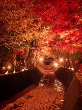 河口湖もみじ回廊 日帰りバスツアーvipツアー viptour