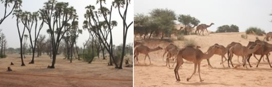 第７章 開発の現場から見たマリ、サヘル情勢