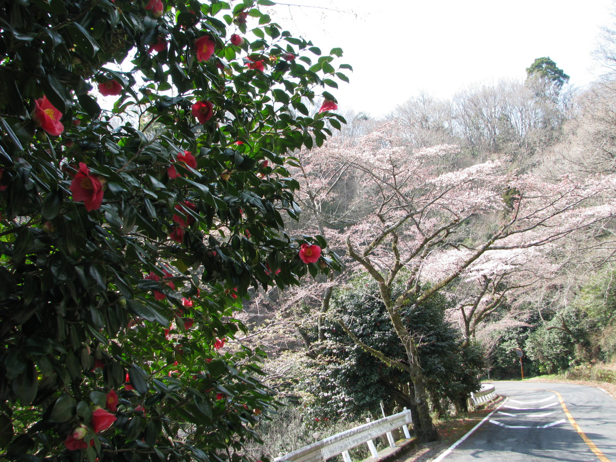 日向涼子さん推薦！ 箱根・大観山を目指す「椿ライン」ENJOY SPORTS BICYCLE