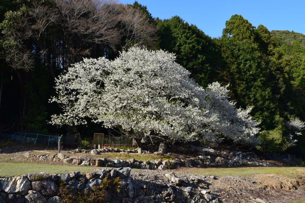 天岩戸神社 宮崎県 の情報ウォーカープラス