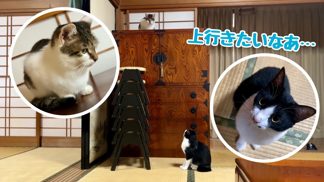 猫全部のせ朝食」で話題！那須・長楽寺で暮らす6匹の“福猫”と住職たちの日常1 1女性セブンプラス