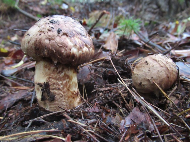 カナダで楽しむマツタケ 前編日加トゥデイ JC Today