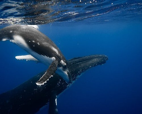 HIS 首都圏発タヒチ旅行 ツアー・観光 一覧