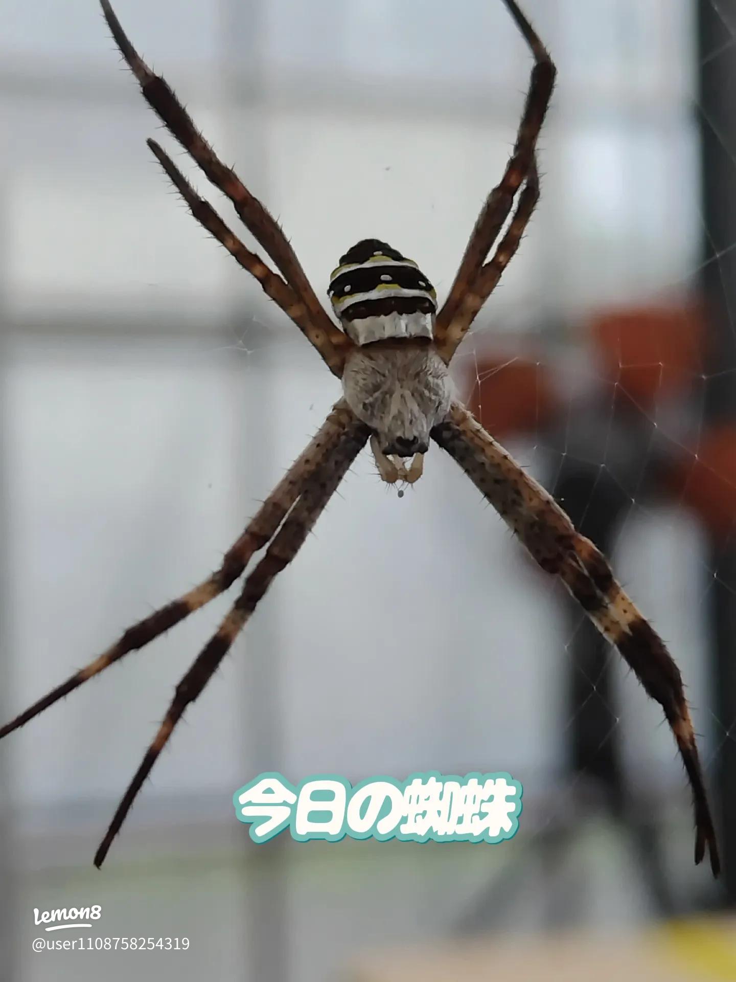 動画 求愛ダンス踊るクモの新種が7種見つかるナショナル ジオグラフィック日本版サイト