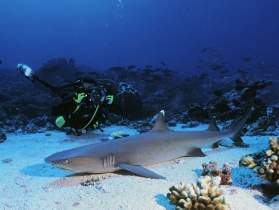 モーレア島のオプショナルツアー・観光・現地ツアーの格安予約 トラベルコ