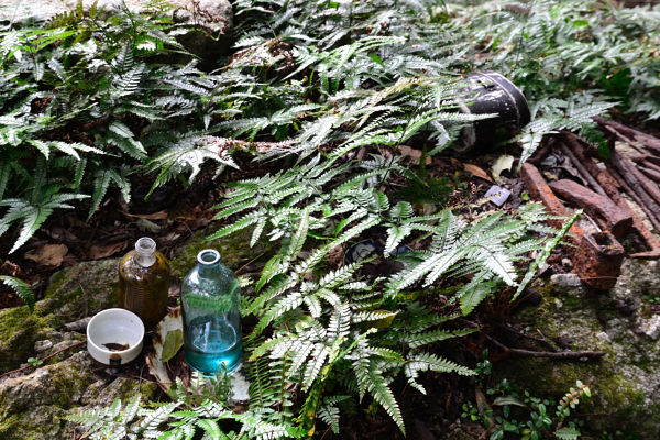 西部林道トレッキングツアー屋久島 旅行の観光・オプショナルツアー予約 VELTRA ベルトラ