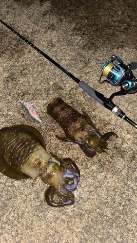 20211103宇久漁港カワハギ釣り謎のジョギングおじさん