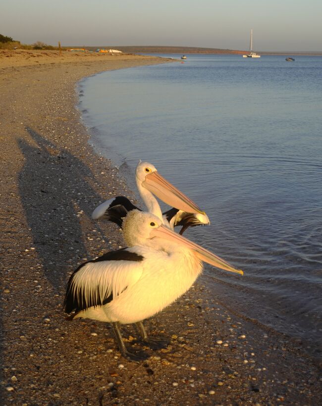 パース PER →モンキー マイア MJK飛行機・格安航空券・LCC予約エクスペディア