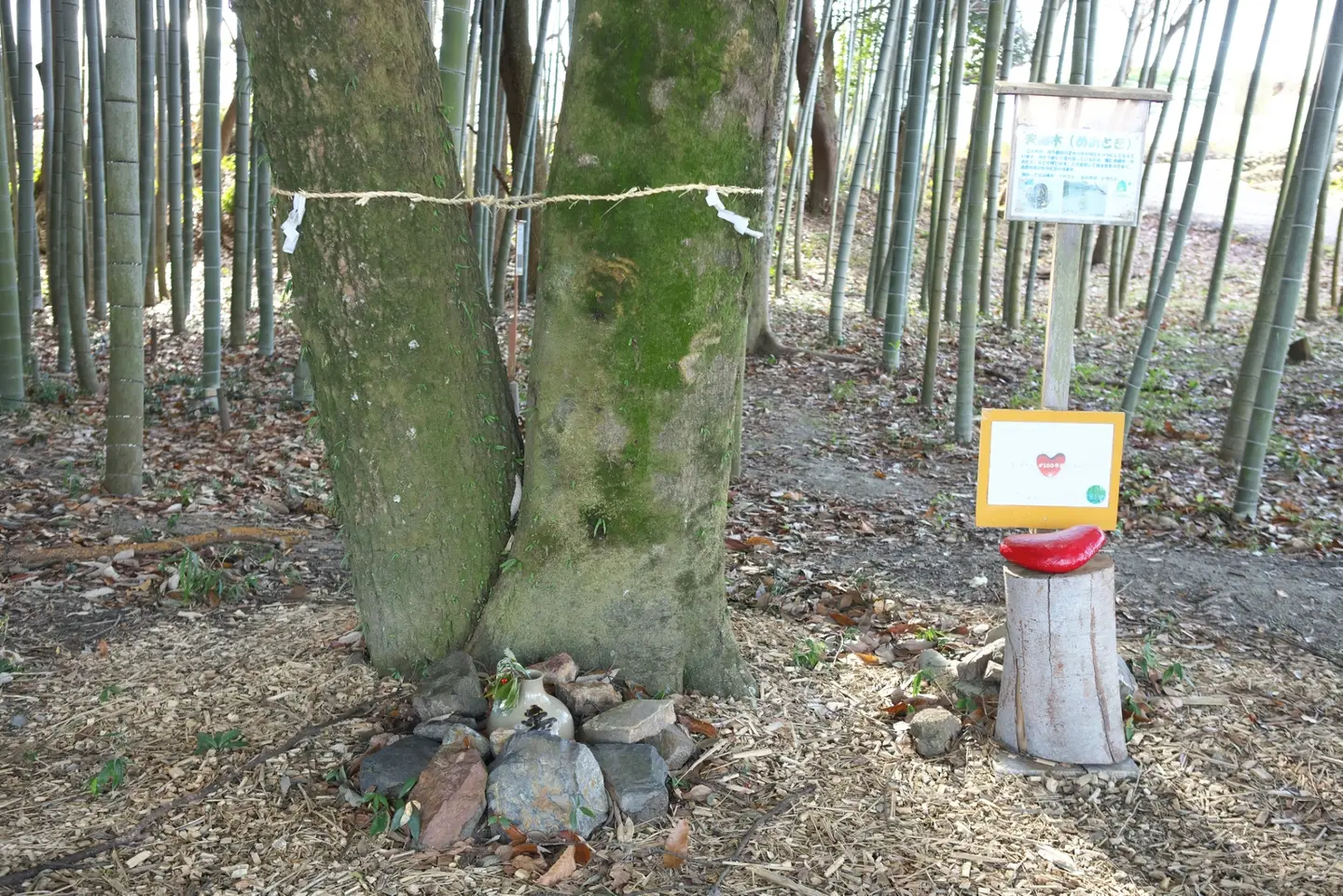 可児市の美しい遊歩道 - かぐや姫の散歩道TikTok