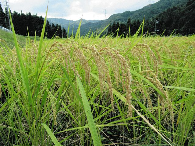 稲刈り後の「はざかけ」ってどうやってるの？農畜産物長野県のおいしい食べ方