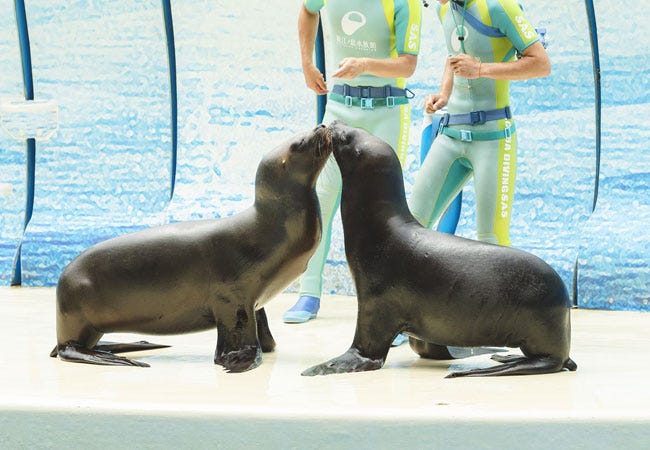 水族館デートSKIMA スキマ
