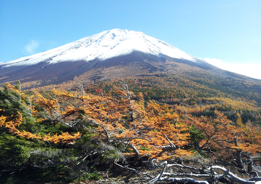日帰りバスツアー香嵐渓紅葉ライトアップと小原四季桜 秋の絶景を楽しむ＜1日 11月 名古屋発着＞名古屋・愛知の観光&遊び・体験・レジャー専門予約サイト VELTRA ベルトラ