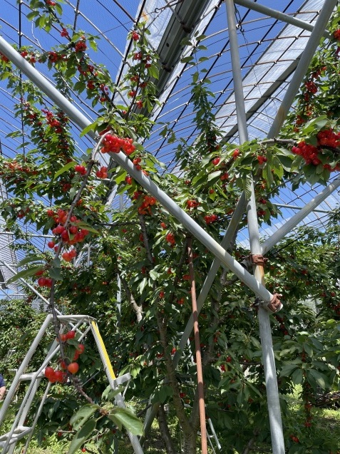 即完売の「シャトレーゼ体感ツアー」が抽選制に！試食もお土産も満腹満喫1泊2日の全貌を体験ルポTABIZINE～人生に旅心を～