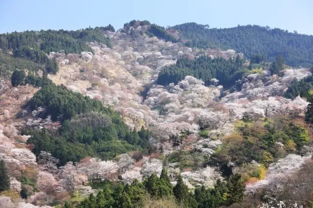 吉野山・花山山本